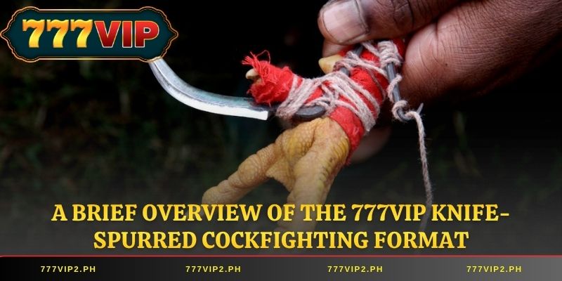 A brief overview of the 777VIP knife-spurred cockfighting format