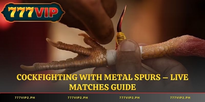 Cockfighting with Metal Spurs – Live Matches Guide