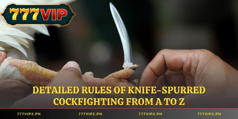 Detailed rules of Knife-Spurred Cockfighting from A to Z