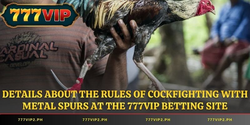 Details about the rules of cockfighting with metal spurs at the 777VIP betting site