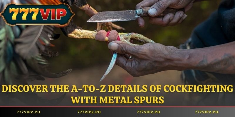 Discover the A-to-Z details of cockfighting with metal spurs