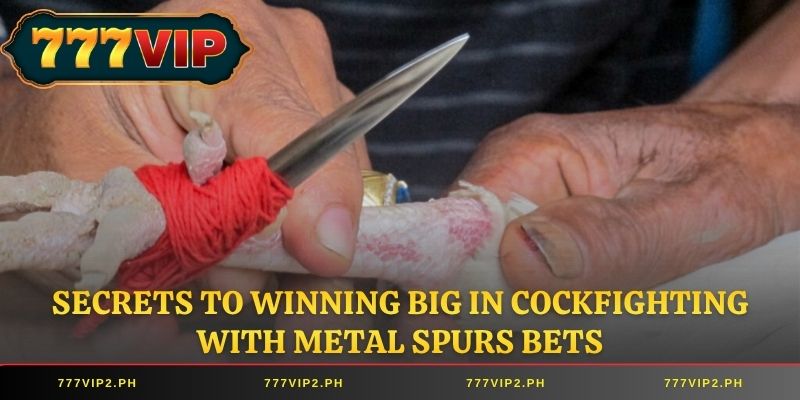 Secrets to Winning Big in Cockfighting with Metal Spurs Bets