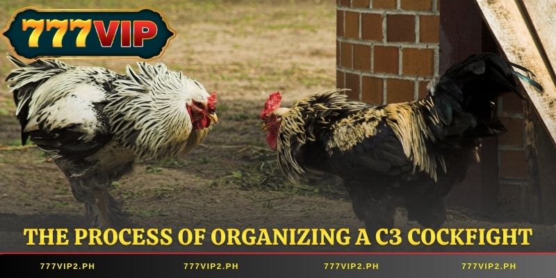 The process of organizing a C3 cockfight