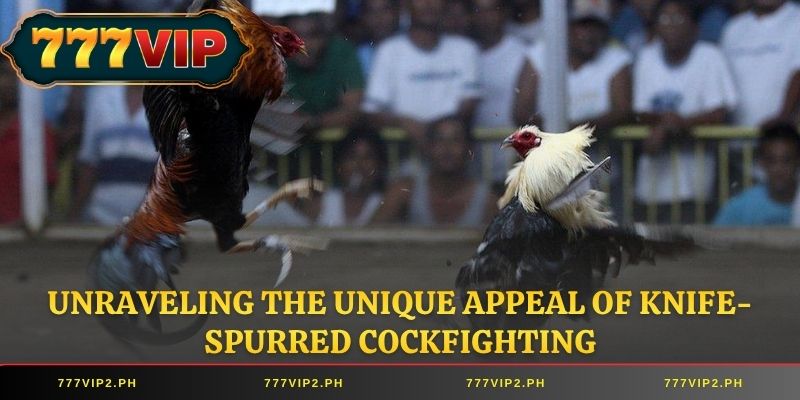 Unraveling the unique appeal of Knife-Spurred Cockfighting
